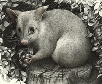 Emma Bushtailed Possum