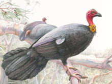 Sir Walter the Bush Turkey 
